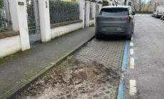 Taglio indiscriminato di piante in via Domenico Maria Villa: la protesta dei residenti