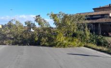 Forte vento in città e in provincia: albero caduto a Noceto, ramo in tangenziale. In città parchi chiusi
