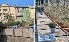 Aria di primavera sul ponte Di Mezzo, si piantano essenze nelle fioriere