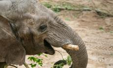 L'elefante Bambi maltrattata: al via il processo a Mantova