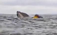Incredibile avventura per un canoista: ingoiato da una balena, viene poi "sputato". Illeso - Video