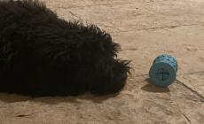 Quando Fido si annoia, i giochi per  farlo  divertire