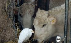 L'airone guardabuoi che trova calore nella mangiatoia dell'Antica Corte Pallavicina