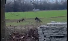 Incontro ravvicinato con un branco di lupi a caccia di cibo in città - Video