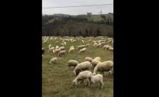 Le auto sfrecciano sulla strada, il gregge pascola tranquillo (e cattura l'attenzione dei passanti) - Video
