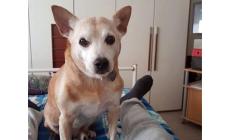 Tex come Hachiko aspetta il suo padrone che purtroppo non tornerà
