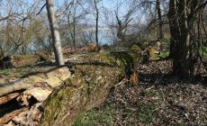 Alberi caduti sulla via Alzaia del Po