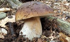 Funghi, crescono i costi per i permessi di raccolta