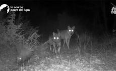 Lupi dietro un istrice nei boschi della Valtaro- Video