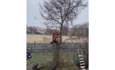 Taglia un albero per vedere le prove delle Ferrari, multato - Video