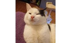 Appello per Ray, gattino abbandonato