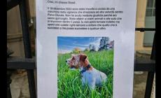 "Tenete i cani sempre al guinzaglio al Parco Ducale": l'appello di Scout (che non c'è più)