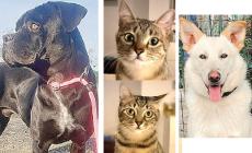 Ade, Viola con Margherita e Romeo: due cani e due gatti cercano casa 