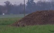 Gaione, il lupo ripreso mentre mangia una preda, probabilmente un gatto - Video