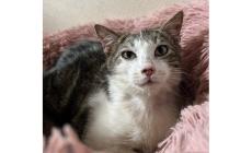 Appello per il micino Arturo, ha tre mesi e cerca una casa