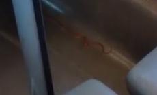 Serpente sul Frecciarossa Lecce-Milano, treno evacuato: Il video