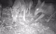Val Termina, i lupi (con cucciolo) si dividono le ossa nel bosco: le immagini della video-trappola 