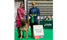 Un "Angelo" parmigiano è il bullmastiff più bello al mondo