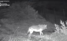 Appennino parmense, il lupo si avvicina al recinto sorvegliato dai cani da guardia: ecco cosa succede - Video