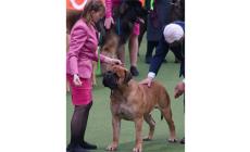 «Ron, il mio Bullmastiff: protettivo ma dolcissimo»