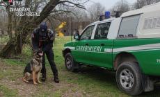 Portava crocchette per gatti avvelenate: denunciato l'uomo che ha dimezzato una colonia felina