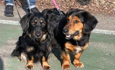 Una famiglia per Bruna e Tilde, sorelline simil-bassotto abbandonate nei boschi -Foto