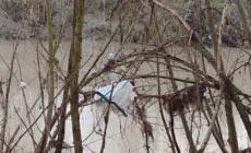 Il Taro a Trecasali, un disastro ambientale - Foto