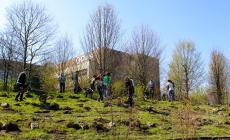 900 alberi e arbusti piantati dai collaboratori Chiesi lungo l'A1