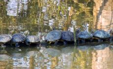 Invasione di tartarughe alloctone nei canali della bassa- Foto