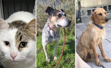 Mickey, Ulisse e Biondino hanno bisogno di una casa e tanto amore
