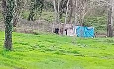 "Accampamento abusivo nel greto della Parma: il Comune intervenga": la segnalazione di un lettore