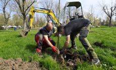 Verde urbano: messi a dimora 50 nuovi alberi ed arbusti al Parco Ferrari