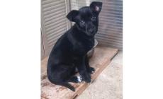 Chi vuole adottare la cagnolina&nbsp; Stella?