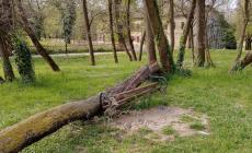 Cittadella, crolla una pianta e distrugge una panchina