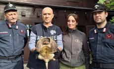 Sequestrata nel Modenese una tartaruga alligatore