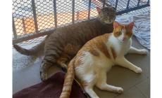 Sos per i mici Tommy e Francesco, amici inseparabili