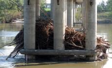  Po, dopo la piena, legnami e tronchi  tra le pile del ponte "Verdi"