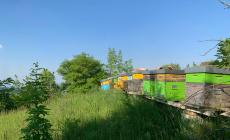 Furto di api: sparite 7 arnie dall'azienda Casa Pietra