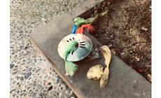 Borgo Tanzi: manca il bidone e i proprietari dei  cani lasciano i sacchetti con gli escrementi sul muretto