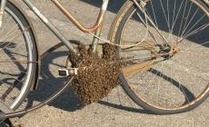 Lo sciame di api si "trasferisce"... su una bicicletta in piazzale Santa Croce - Foto Video