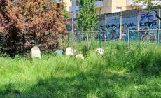 Una "giungla" nell'area cani di via Colli - Foto