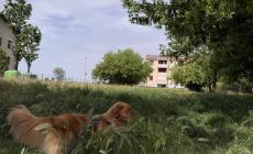 Baganzola, un parco e un'area cani affogati nell'erba altissima: impraticabili- Foto