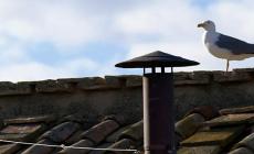 Conclave, il gabbiano del comignolo della Sistina protagonista social