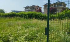 Area cani di San Pancrazio nel parco dei Gelsi inaccessibile per l'erba alta - Foto