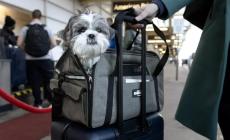In aereo con gli amici a 4 zampe anche di taglia grande