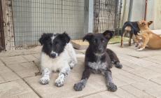 Quattro cuccioli in cerca di una famiglia