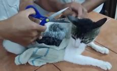 Gatto-corriere della droga catturato in carcere del Costa Rica