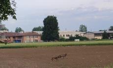 Giovani lupi in giro zona Certosa