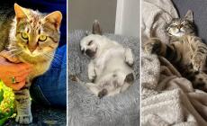 Gerri, Muffin e Romeo cercano una casa e tanto amore