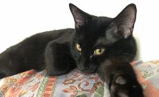 Smarrito il gatto Franco: chi l'ha visto?